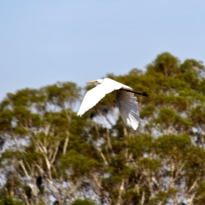 Ardea alba (Great Egret) at Pambula, NSW - 19 Apr 2018 by RossMannell