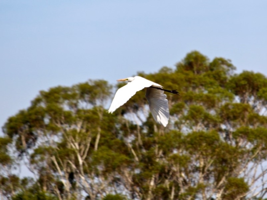 Ardea alba at Pambula, NSW - 19 Apr 2018