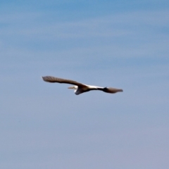 Ardea alba at Pambula, NSW - 19 Apr 2018