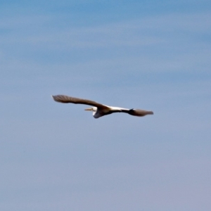 Ardea alba at Pambula, NSW - 19 Apr 2018 11:09 AM