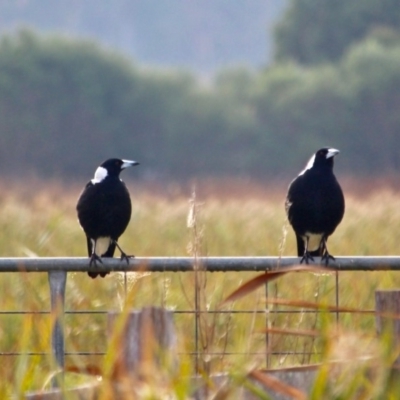 Gymnorhina tibicen (Australian Magpie) at Panboola - 19 Apr 2018 by RossMannell