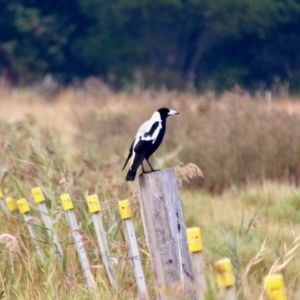 Gymnorhina tibicen at Pambula, NSW - 19 Apr 2018