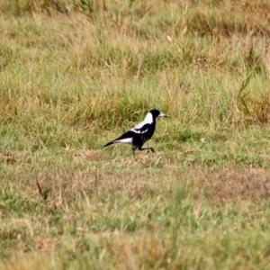 Gymnorhina tibicen at Pambula, NSW - 19 Apr 2018