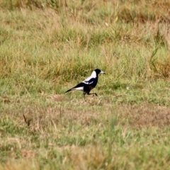 Gymnorhina tibicen at Pambula, NSW - 19 Apr 2018