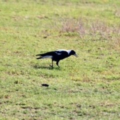 Gymnorhina tibicen at Pambula, NSW - 19 Apr 2018