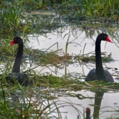 Cygnus atratus (Black Swan) at Pambula, NSW - 19 Apr 2018 by RossMannell