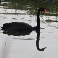 Cygnus atratus at Pambula, NSW - 19 Apr 2018 08:06 AM