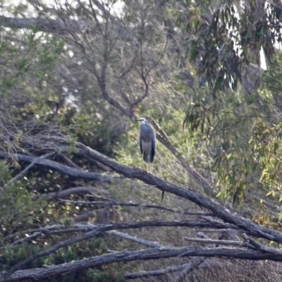 Egretta novaehollandiae (White-faced Heron) at Ben Boyd National Park - 19 Apr 2018 by RossMannell