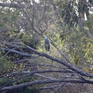 Egretta novaehollandiae at Pambula, NSW - 19 Apr 2018 10:14 AM