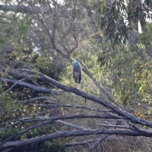 Egretta novaehollandiae at Pambula, NSW - 19 Apr 2018