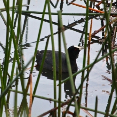 Fulica atra (Eurasian Coot) at Pambula, NSW - 19 Apr 2018 by RossMannell