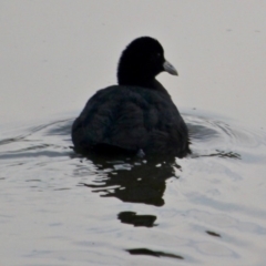 Fulica atra at Pambula, NSW - 19 Apr 2018