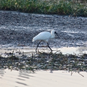 Platalea regia at Pambula, NSW - 19 Apr 2018