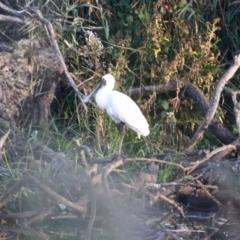 Platalea regia at Pambula, NSW - 19 Apr 2018