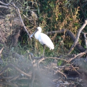 Platalea regia at Pambula, NSW - 19 Apr 2018 08:13 AM