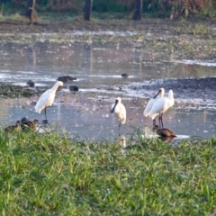 Platalea regia at Pambula, NSW - 19 Apr 2018