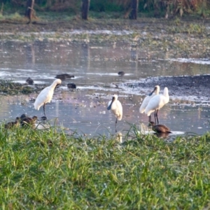 Platalea regia at Pambula, NSW - 19 Apr 2018