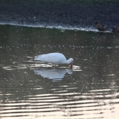 Platalea flavipes at Pambula, NSW - 19 Apr 2018 08:17 AM