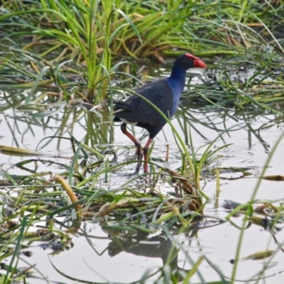 Porphyrio melanotus (Australasian Swamphen) at Panboola - 18 Apr 2018 by RossMannell