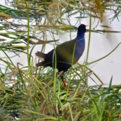 Porphyrio melanotus at Pambula, NSW - 19 Apr 2018 08:15 AM