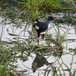 Porphyrio melanotus at Pambula, NSW - 19 Apr 2018