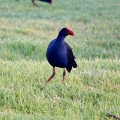 Porphyrio melanotus at Pambula, NSW - 19 Apr 2018