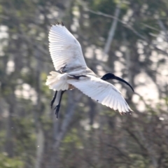 Threskiornis molucca (Australian White Ibis) at Pambula, NSW - 18 Apr 2018 by RossMannell