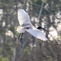 Threskiornis molucca (Australian White Ibis) at Pambula, NSW - 19 Apr 2018 by RossMannell