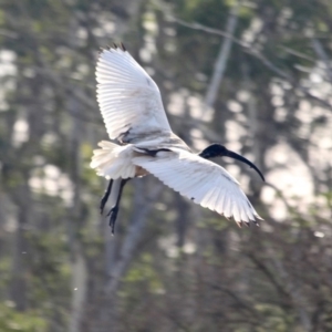 Threskiornis molucca at Pambula, NSW - 19 Apr 2018 08:17 AM