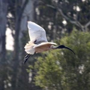 Threskiornis molucca at Pambula, NSW - 19 Apr 2018 08:17 AM