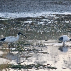 Threskiornis molucca at Pambula, NSW - 19 Apr 2018 08:17 AM