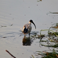 Threskiornis molucca at Pambula, NSW - 19 Apr 2018 08:17 AM