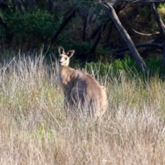 Macropus giganteus (Eastern Grey Kangaroo) at Pambula, NSW - 19 Apr 2018 by RossMannell