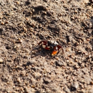 Heloecius cordiformis at Pambula, NSW - 19 Apr 2018 10:16 AM