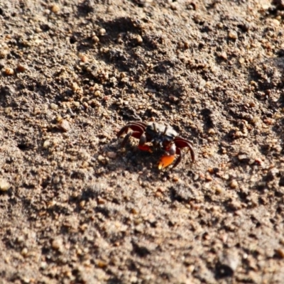 Heloecius cordiformis (Semaphore Crab) at Pambula, NSW - 19 Apr 2018 by RossMannell