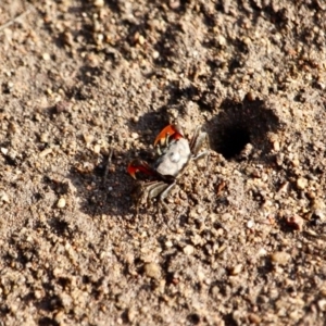 Heloecius cordiformis at Pambula, NSW - 19 Apr 2018 10:16 AM