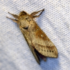 Oxycanus (genus) at O'Connor, ACT - 21 Apr 2018 10:16 PM