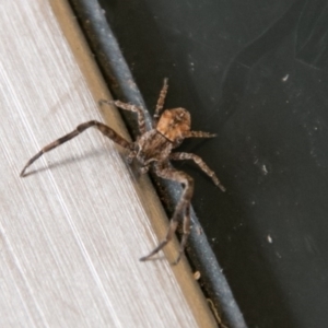 Stephanopis sp. (genus) at Chapman, ACT - 22 Apr 2018