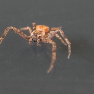 Stephanopis sp. (genus) at Chapman, ACT - 22 Apr 2018