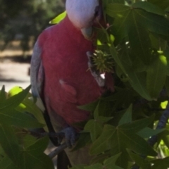 Eolophus roseicapilla (Galah) at Aranda, ACT - 24 Mar 2009 by KMcCue