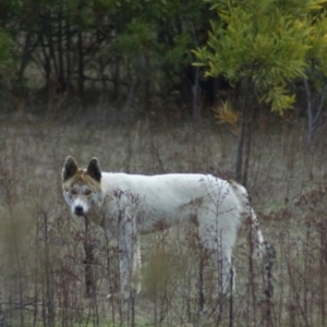 Canis lupus at Paddys River, ACT - 16 Jul 2009 04:26 PM