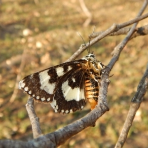 Apina callisto at Belconnen, ACT - 22 Apr 2018