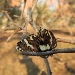 Apina callisto at Belconnen, ACT - 22 Apr 2018