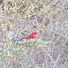 Platycercus elegans (Crimson Rosella) at Isaacs Ridge and Nearby - 22 Apr 2018 by Mike