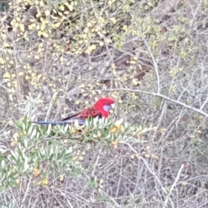 Platycercus elegans at Jerrabomberra, ACT - 22 Apr 2018