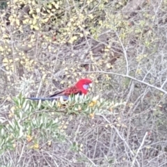 Platycercus elegans (Crimson Rosella) at Isaacs Ridge - 22 Apr 2018 by Mike