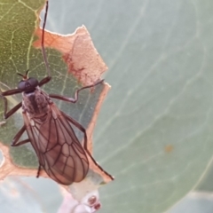 Boreoides subulatus (Wingless Soldier Fly) at Isaacs Ridge and Nearby - 22 Apr 2018 by Mike