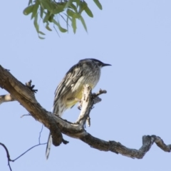 Anthochaera carunculata (Red Wattlebird) at O'Connor, ACT - 26 Mar 2018 by AlisonMilton