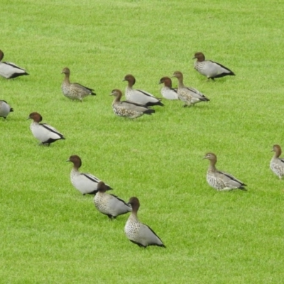 Chenonetta jubata (Australian Wood Duck) at Fyshwick, ACT - 22 Apr 2018 by RodDeb