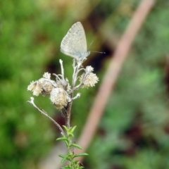 Zizina otis (Common Grass-Blue) at Campbell Park Woodland - 22 Apr 2018 by RodDeb